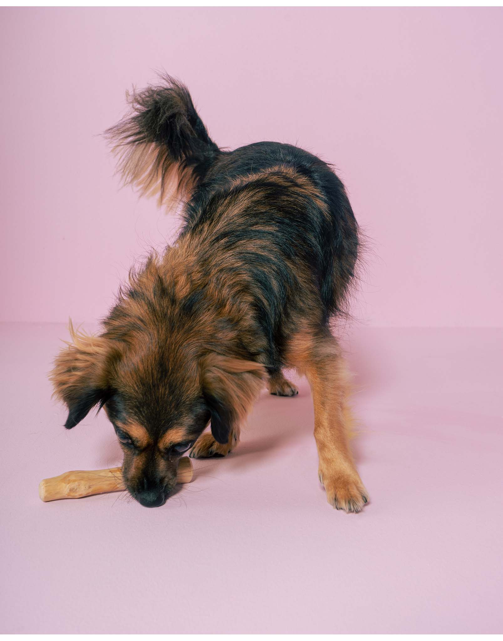 CHEW (JUGUETE PARA MORDER)