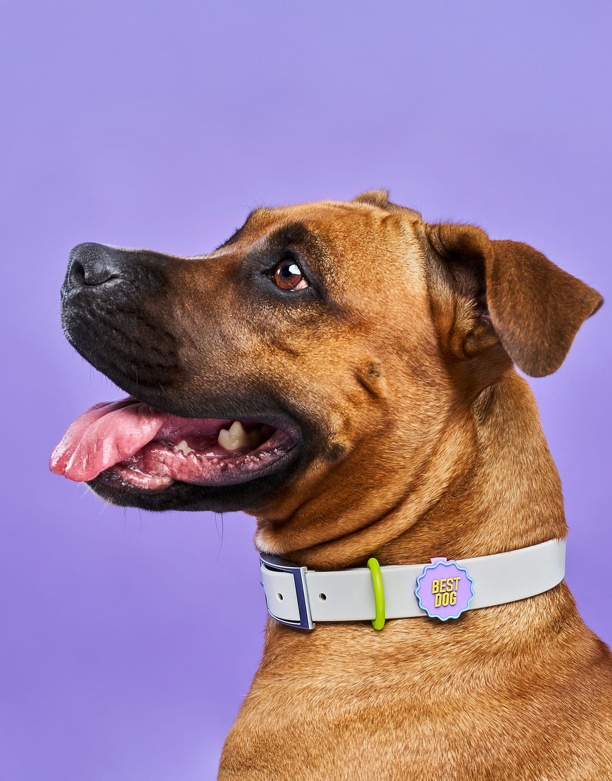 COLLAR AGI